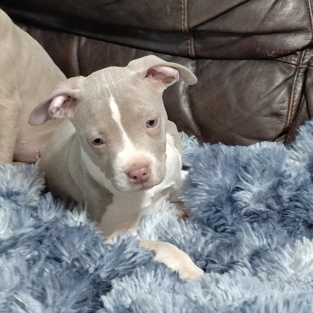 Enlarge Trillian, an adopted mixed breed in Wilmington, NC image 4/5