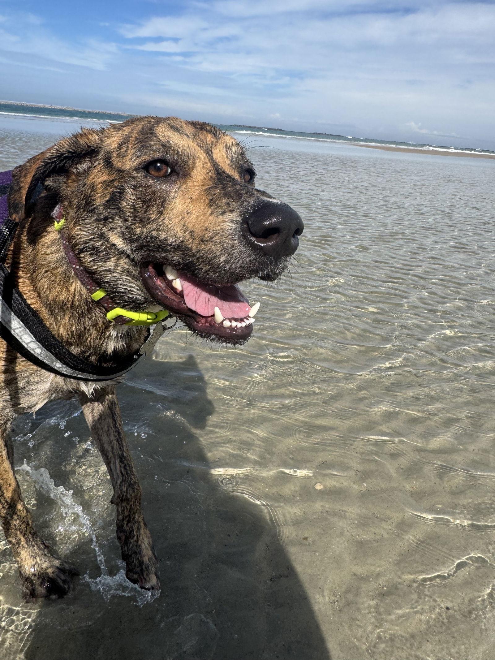 Enlarge Harmony FH, a Adoptable mixed breed in Sanford, FL image 1/3