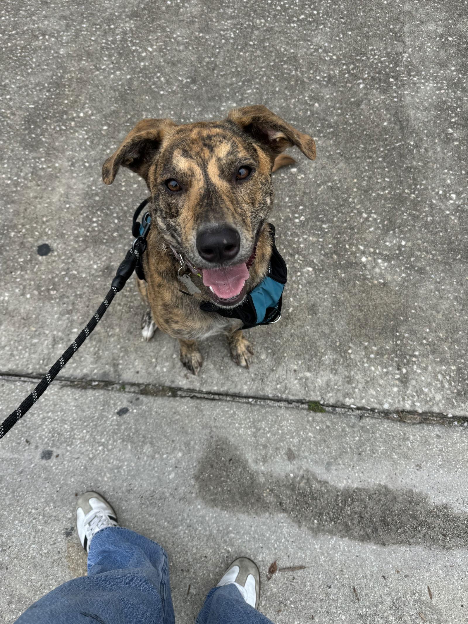 Enlarge Harmony FH, a Adoptable mixed breed in Sanford, FL image 2/3