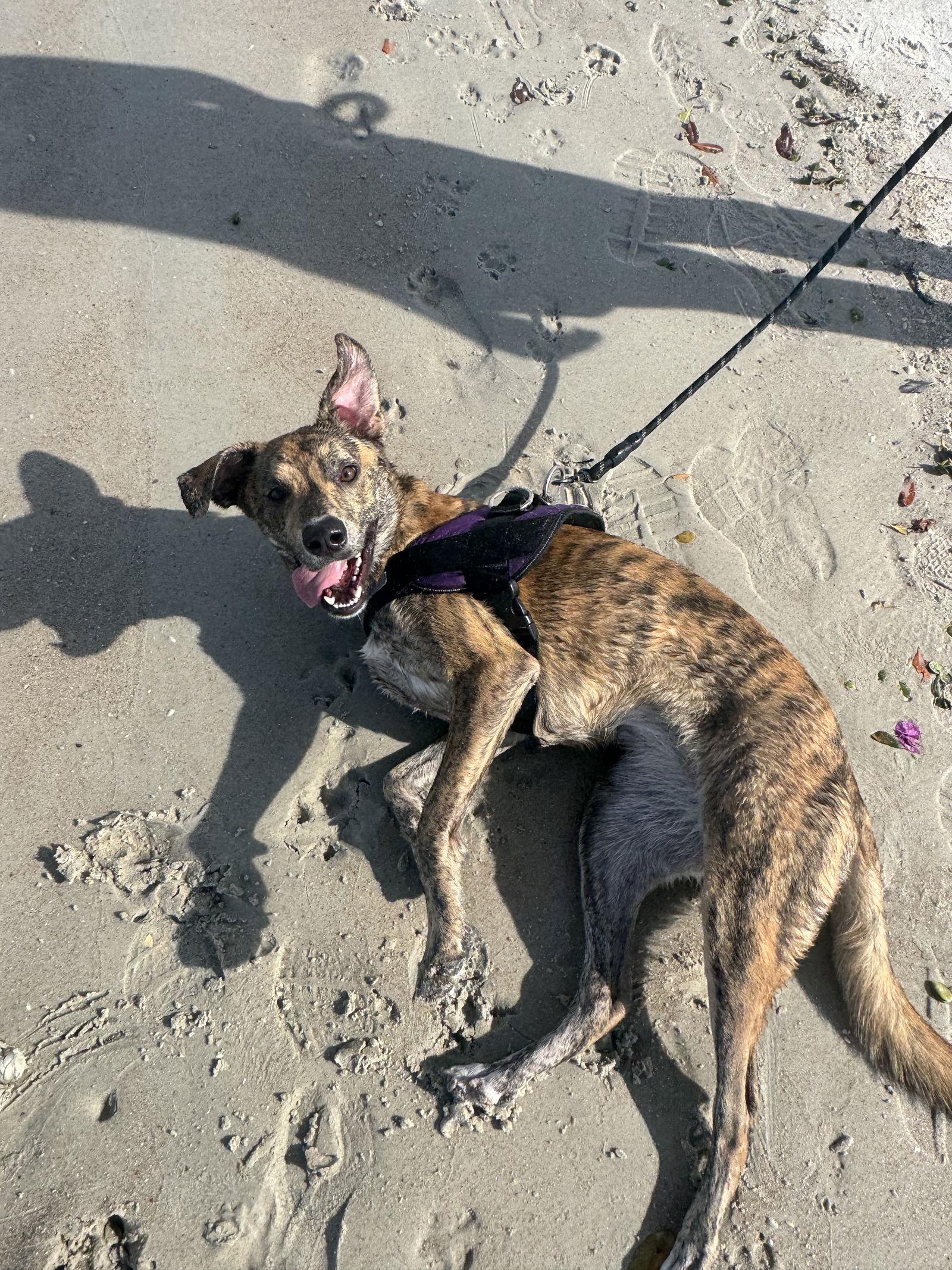 Enlarge Harmony FH, a Adoptable mixed breed in Sanford, FL image 3/3