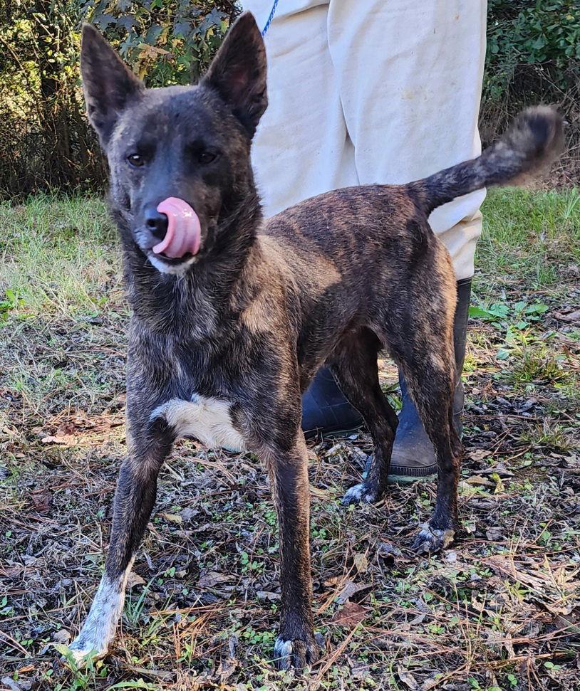 Enlarge 251544  Shiloh, a Adoptable Shepherd in Wetumpka, AL image 1/3