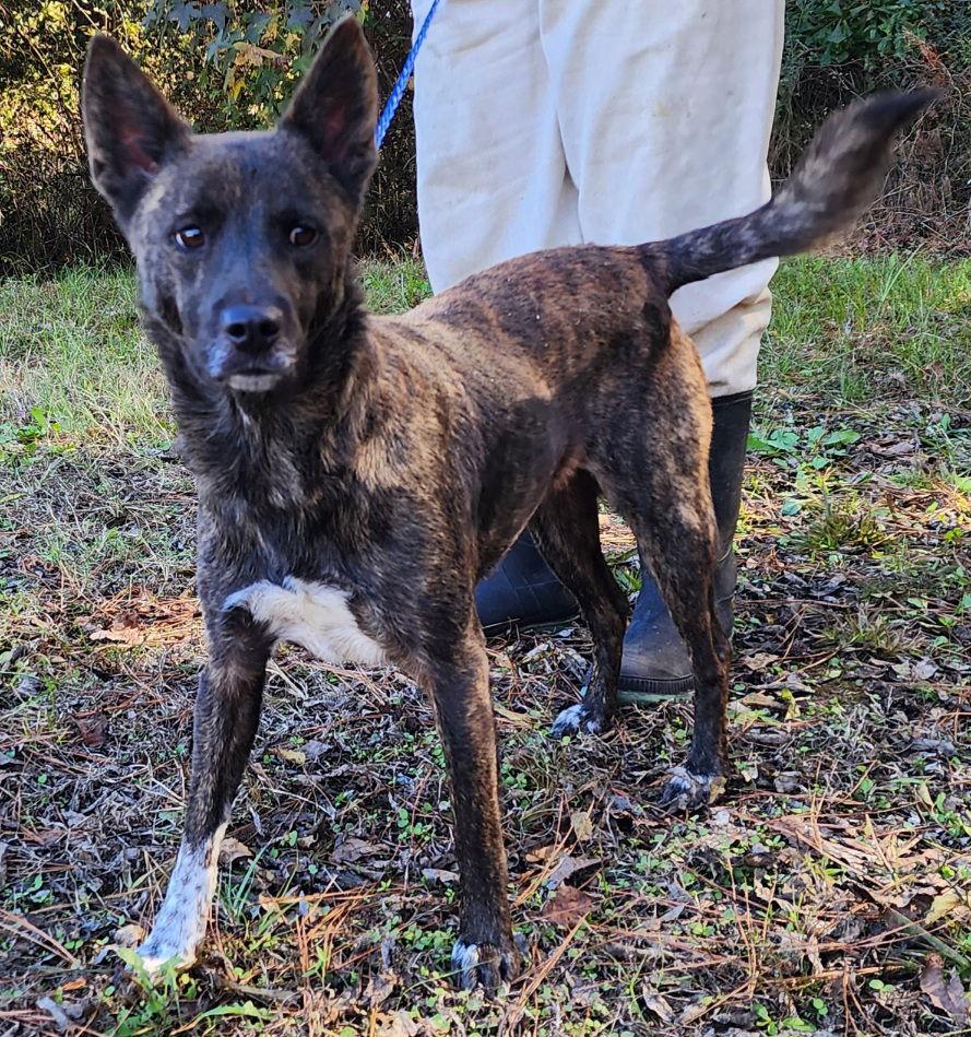 Enlarge 251544  Shiloh, a Adoptable Shepherd in Wetumpka, AL image 2/3