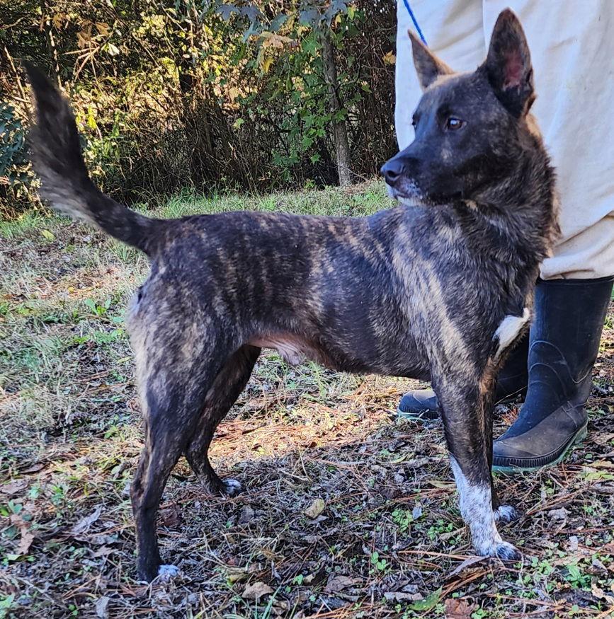 Enlarge 251544  Shiloh, a Adoptable Shepherd in Wetumpka, AL image 3/3