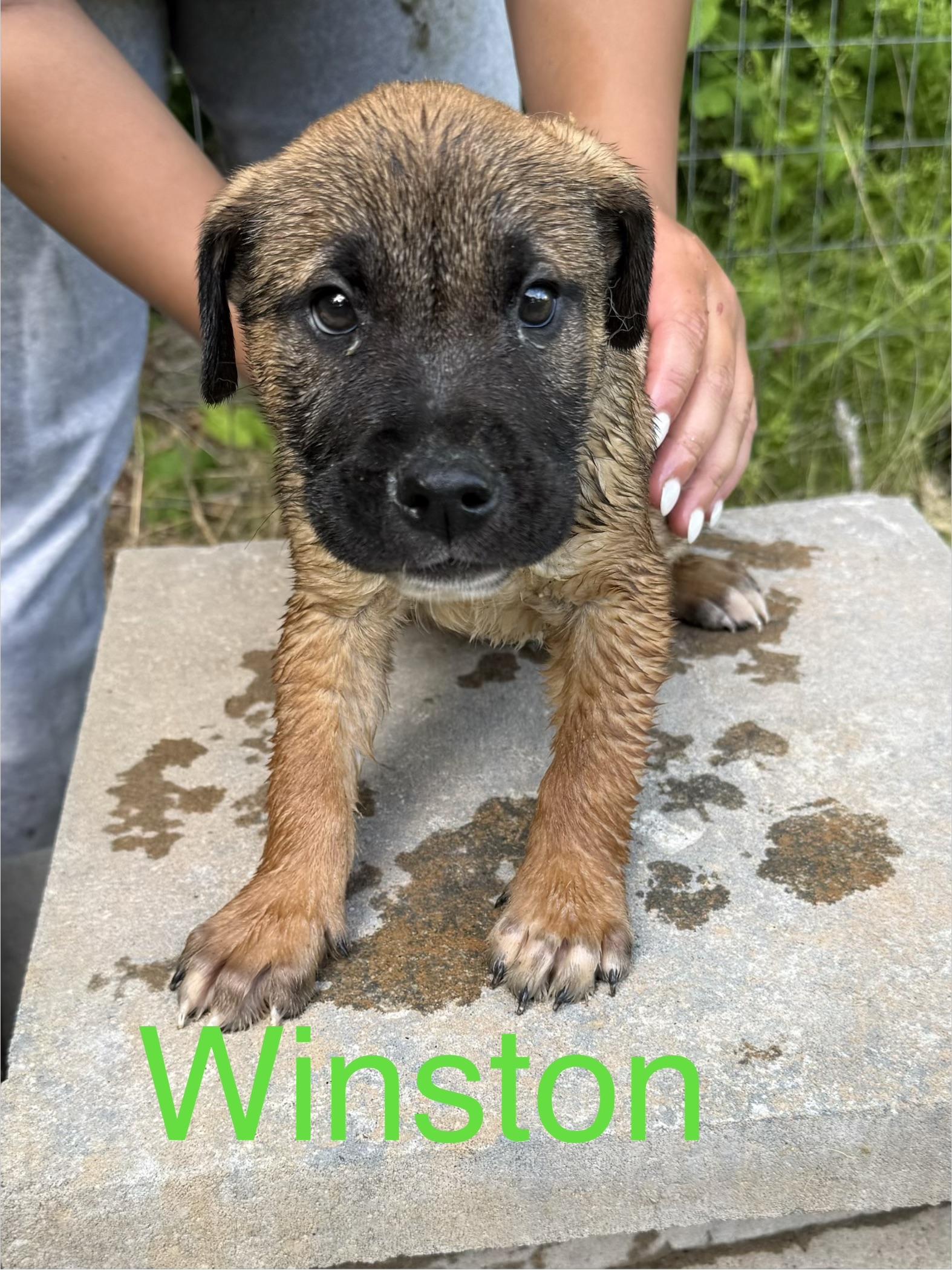 Enlarge Winston, an adopted mixed breed in Chattanooga, TN image 1/1