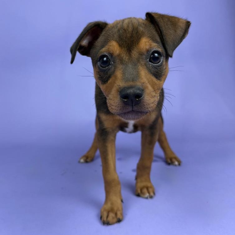 Everly, a Adoptable mixed breed in Cleveland, OH image 2/3