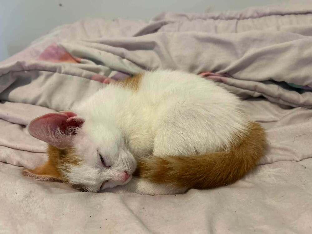 Enlarge Stuart, a Adoptable Domestic Short Hair in DELTONA, FL image 2/4