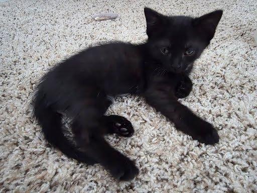 Dr. Quack, a Adoptable Domestic Short Hair in Raleigh, NC image 1/2