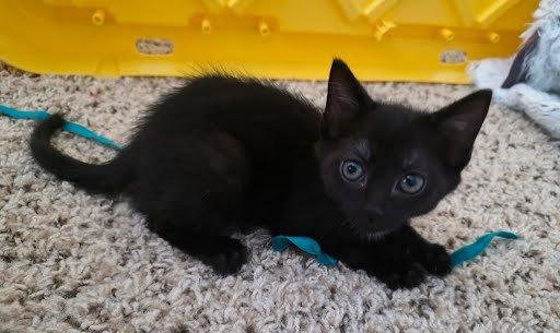 Dr. Quack, a Adoptable Domestic Short Hair in Raleigh, NC image 2/2