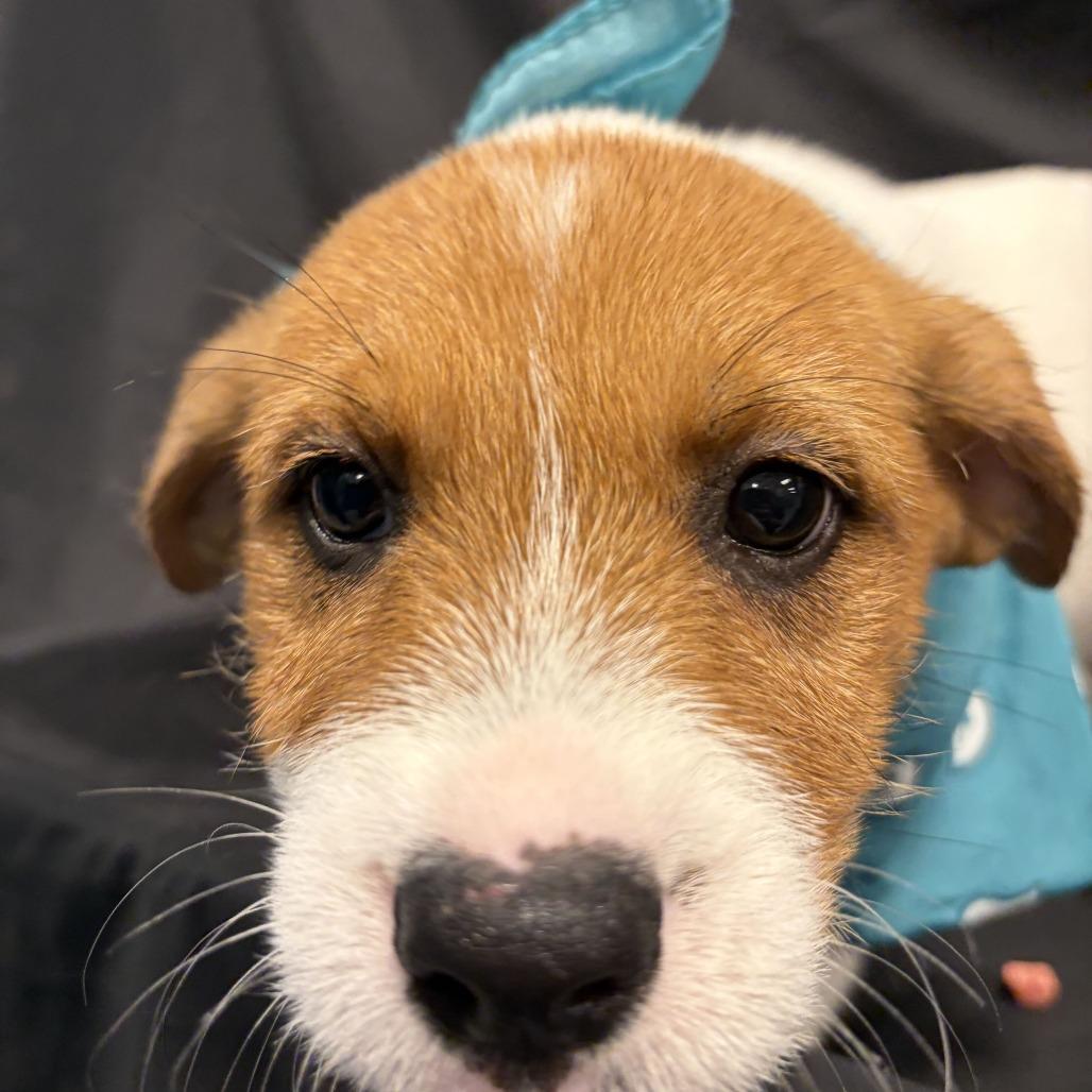 Enlarge Apple Cider, a Adoptable Mixed Breed in Canal Winchester, OH image 1/2