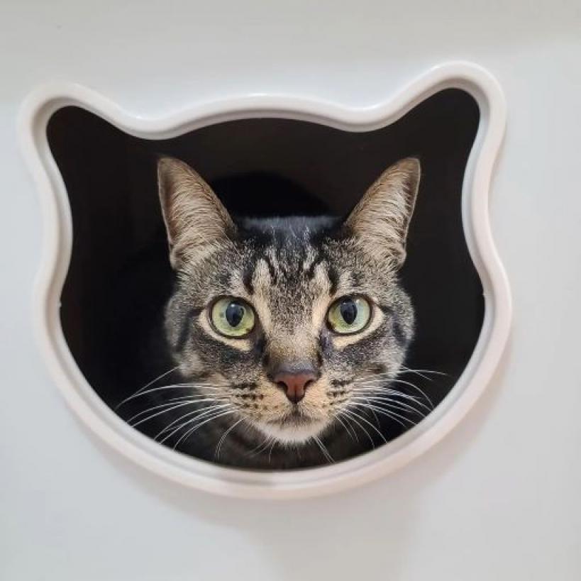 Pimms, Adoptable, Adult Male Domestic Short Hair.