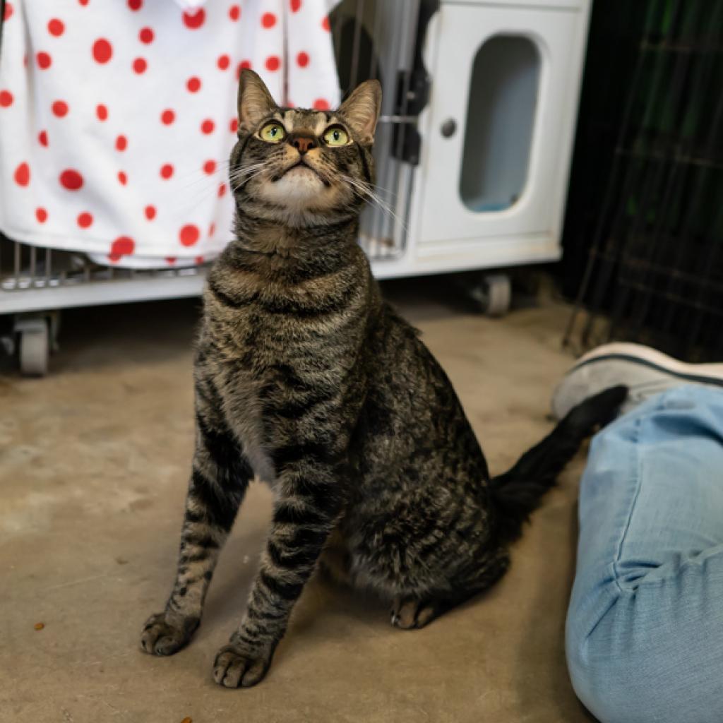 Enlarge Pimms, a Adoptable Domestic Short Hair in Colorado Springs, CO image 2/4