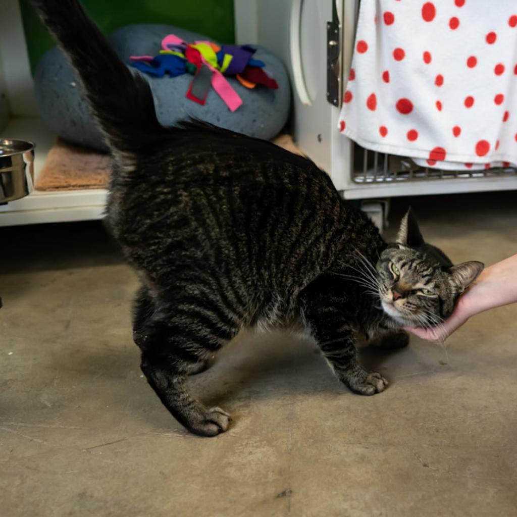 Enlarge Pimms, a Adoptable Domestic Short Hair in Colorado Springs, CO image 3/4