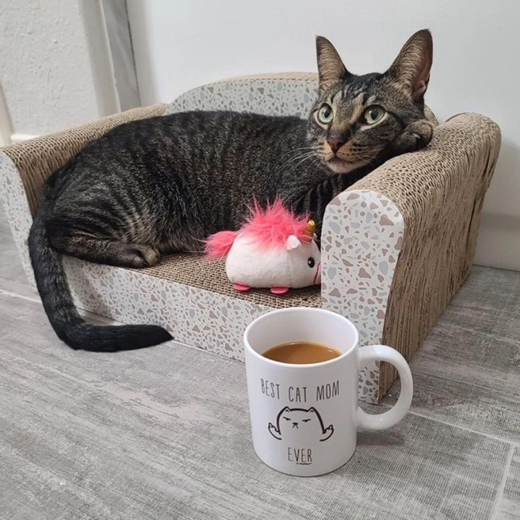 Enlarge Pimms, a Adoptable Domestic Short Hair in Colorado Springs, CO image 4/4