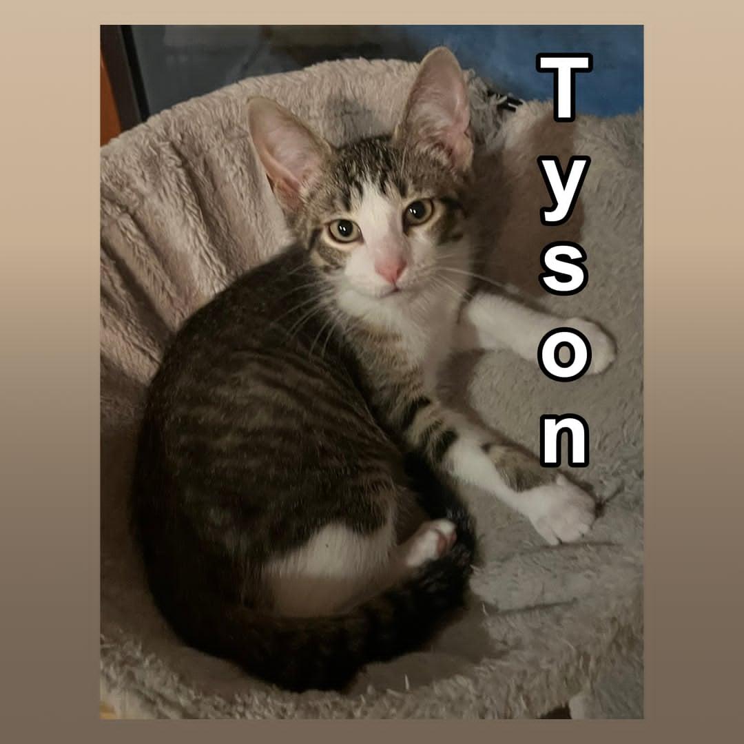 Tyson