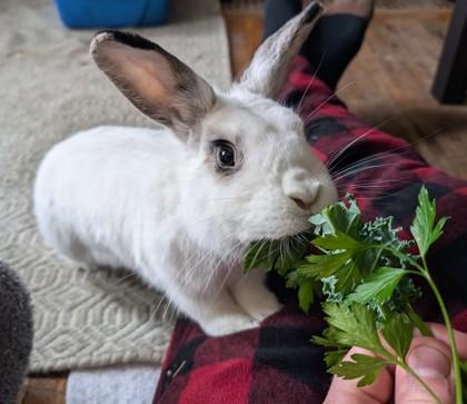 Hero, a ADOPTABLE American in Toronto, ON image 1/3