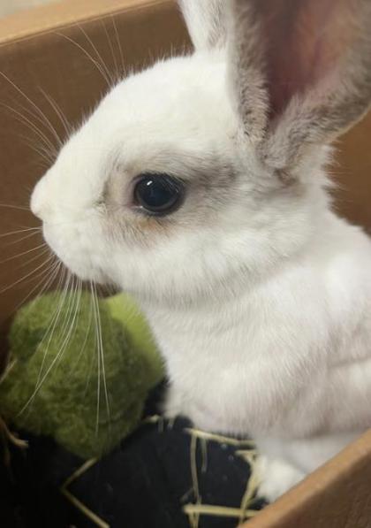 Hero, a ADOPTABLE American in Toronto, ON image 2/3