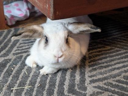 Hero, a ADOPTABLE American in Toronto, ON image 3/3