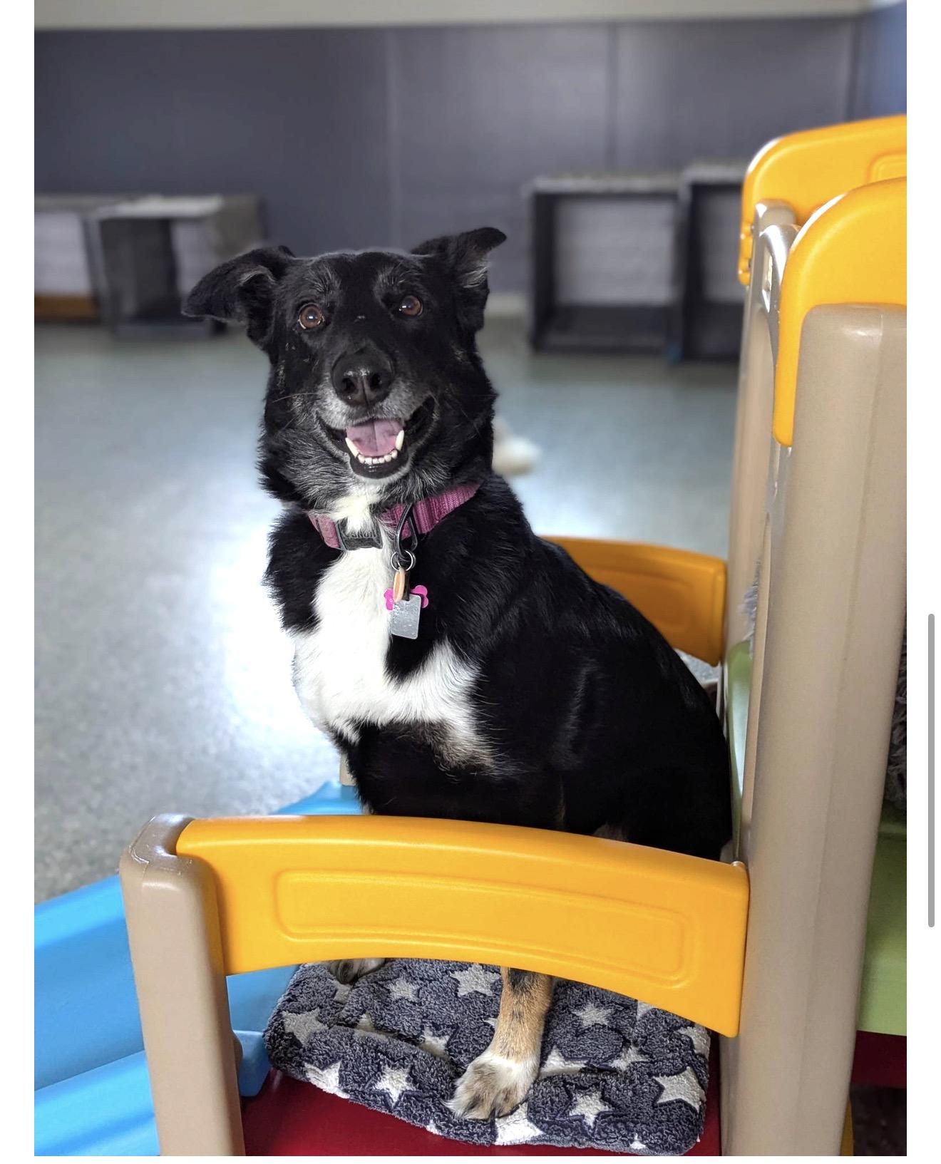 Cocoa, an adoptable mixed breed in Oswego, IL image 4/4