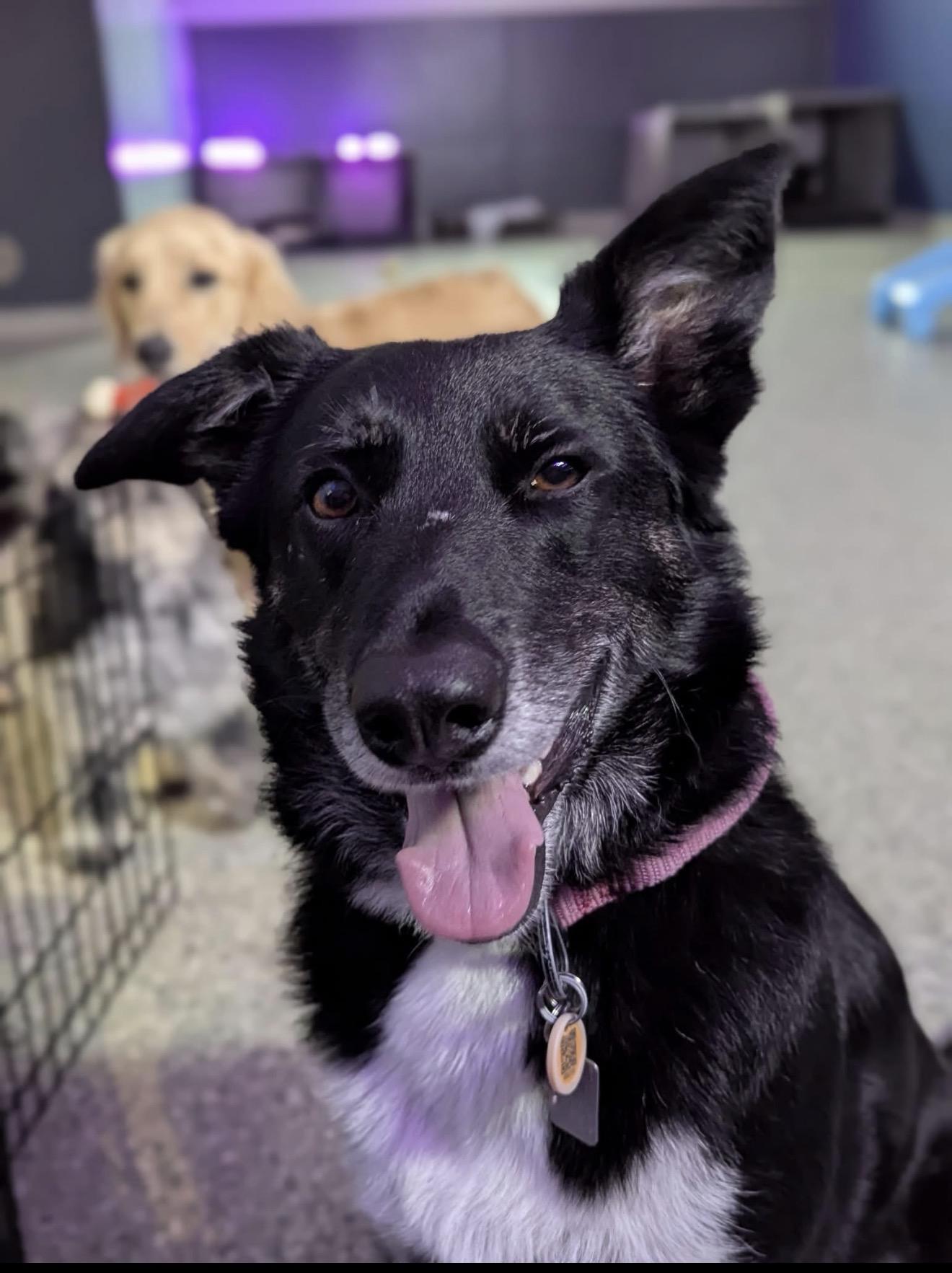 Cocoa, adoptable, Adult Female Border Collie.