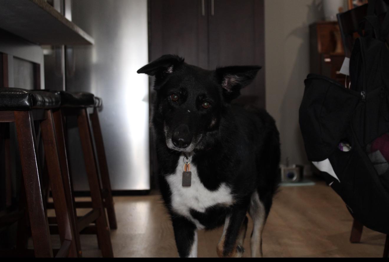 Cocoa, an adoptable mixed breed in Oswego, IL image 3/4