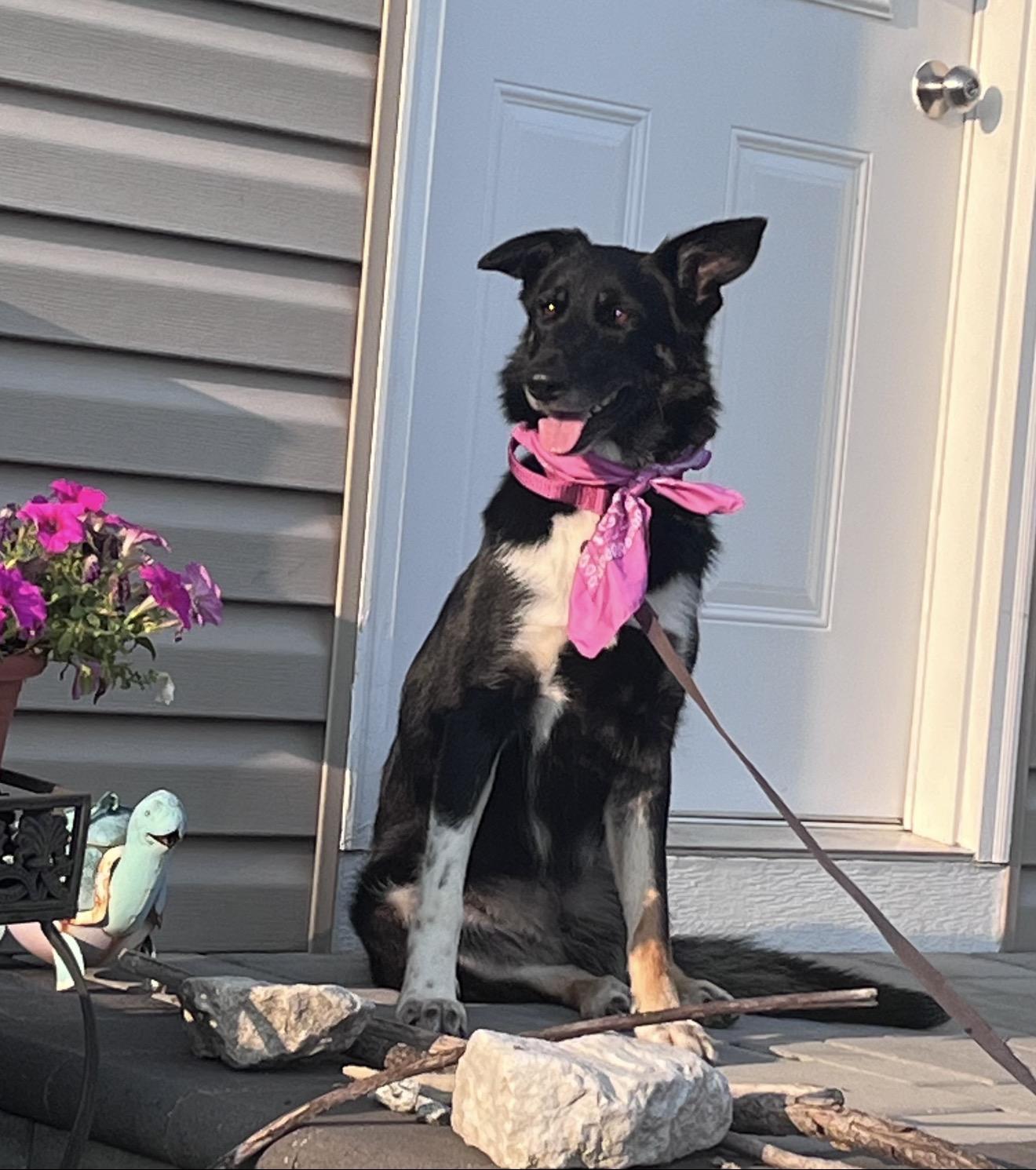 Cocoa, an adoptable mixed breed in Oswego, IL image 2/4
