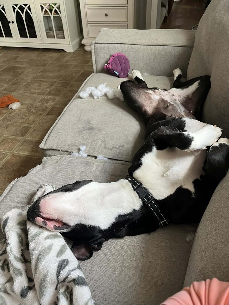 Tara, Adoptable, Adult Female Pit Bull Terrier.