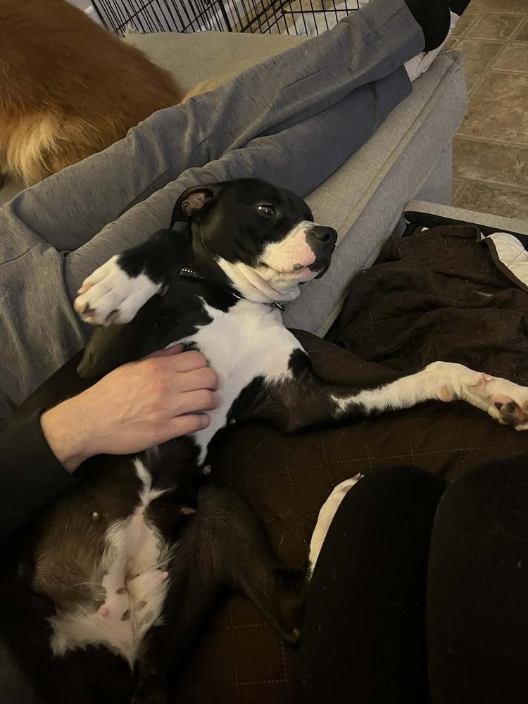 Enlarge Tara, a Adoptable mixed breed in Springdale, PA image 2/6