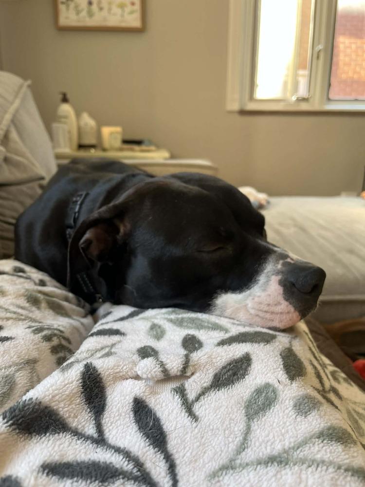 Enlarge Tara, a Adoptable mixed breed in Springdale, PA image 3/6