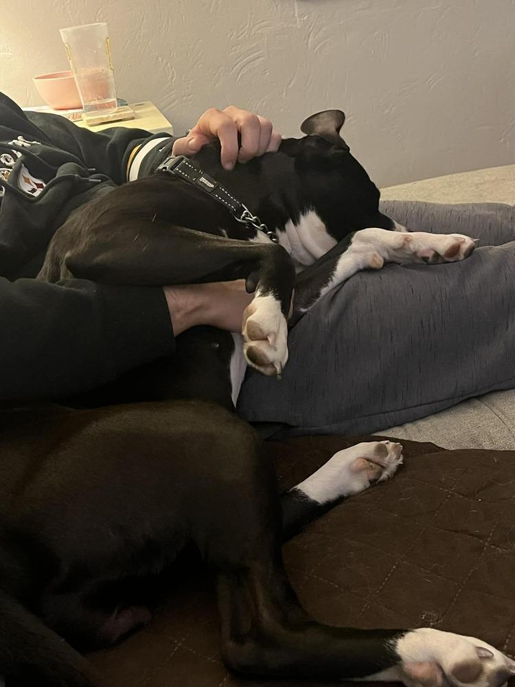 Enlarge Tara, a Adoptable mixed breed in Springdale, PA image 4/6