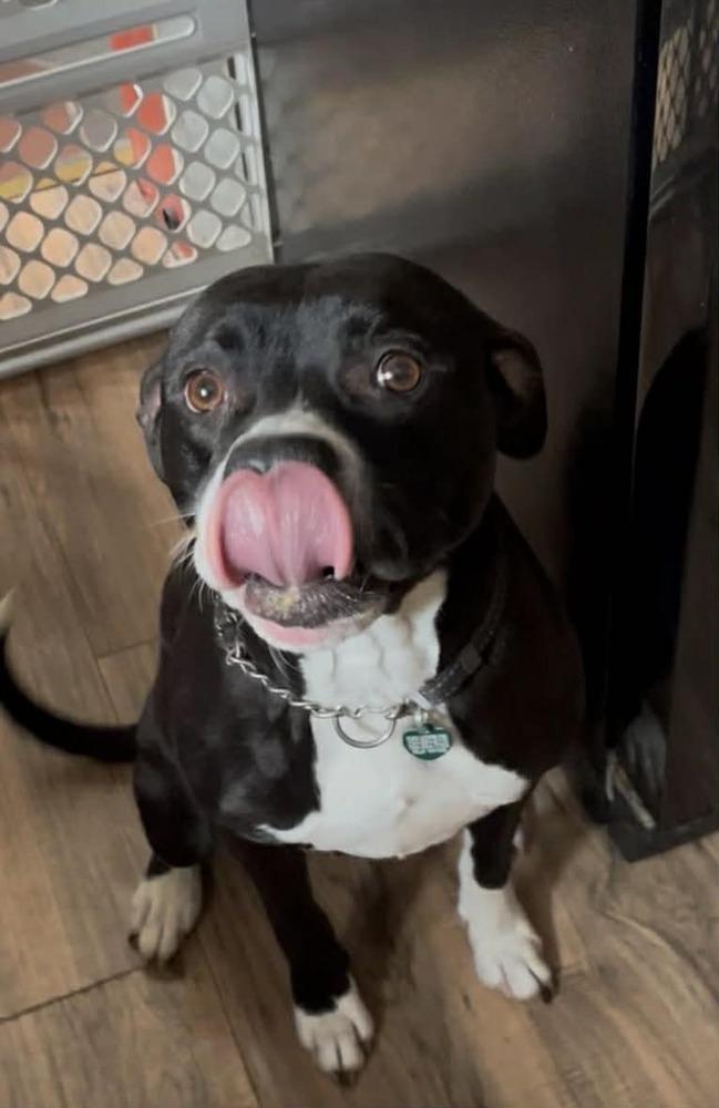 Enlarge Tara, a Adoptable mixed breed in Springdale, PA image 5/6