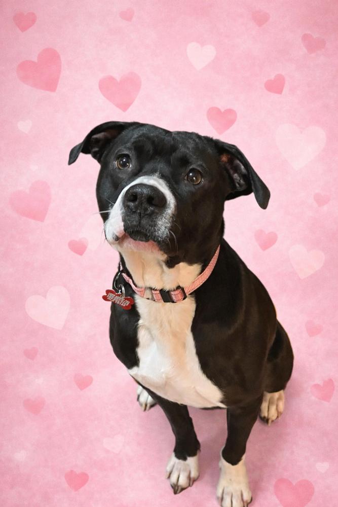 Enlarge Tara, a Adoptable mixed breed in Springdale, PA image 6/6