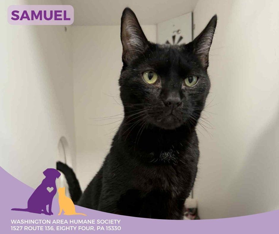 Samuel, Adoptable, Adult Male Domestic Short Hair.
