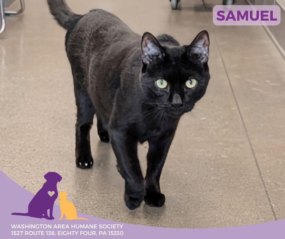 Enlarge Samuel, an adoptable mixed breed in Eighty Four, PA image 2/4