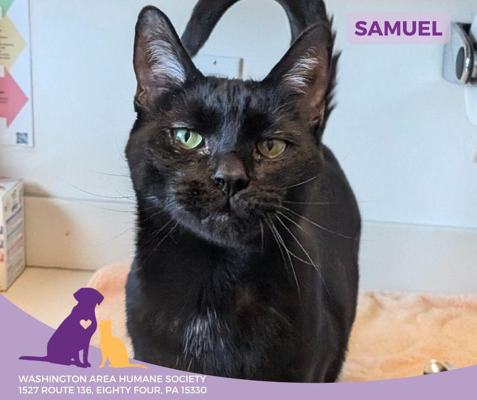 Samuel, adoptable, Adult Male Domestic Short Hair.
