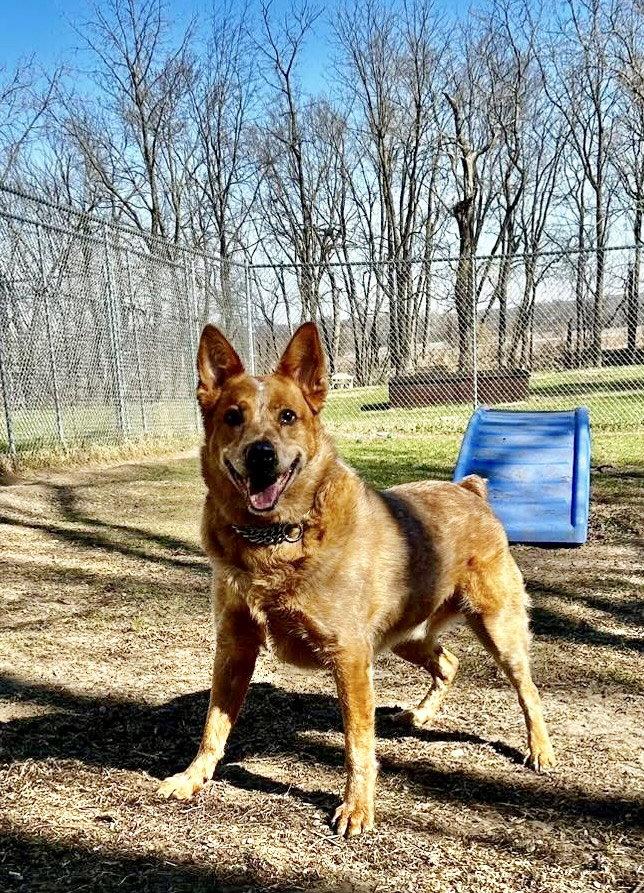 Enlarge Red, a Adoptable Australian Cattle Dog / Blue Heeler in Williamsburg, IA image 1/3