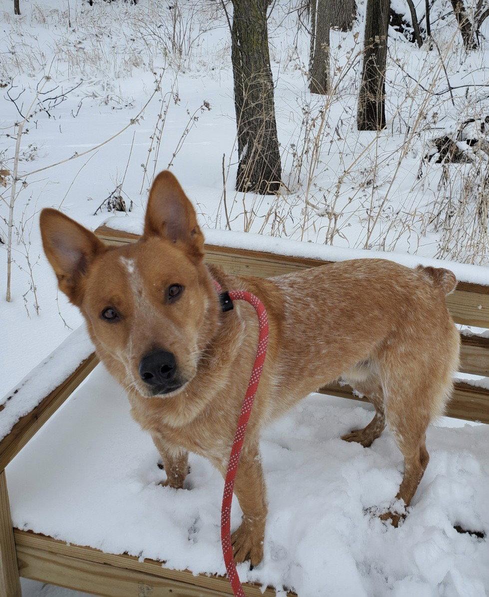 Enlarge Red, a Adoptable Australian Cattle Dog / Blue Heeler in Williamsburg, IA image 2/3