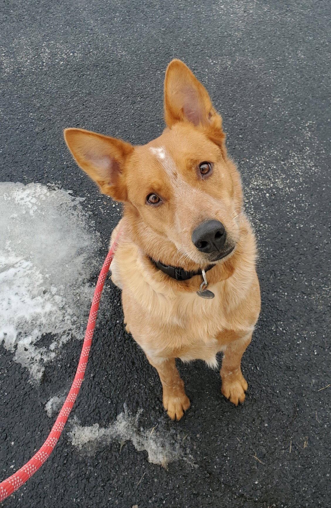 Enlarge Red, a Adoptable Australian Cattle Dog / Blue Heeler in Williamsburg, IA image 3/3