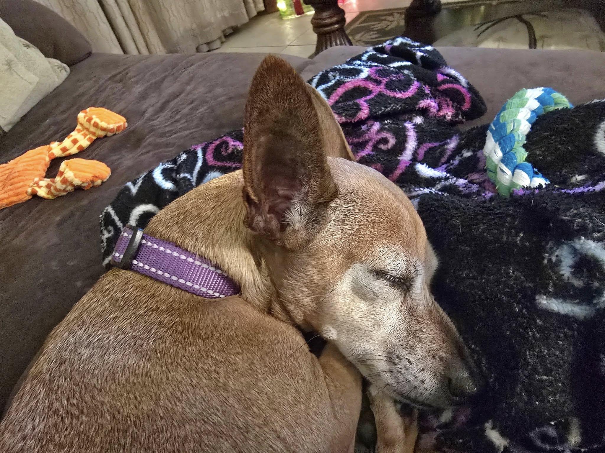 Leyla, a Adoptable mixed breed in Palm City, FL image 1/6