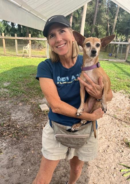 Leyla, Adoptable, Adult Female Miniature Pinscher & Chihuahua.