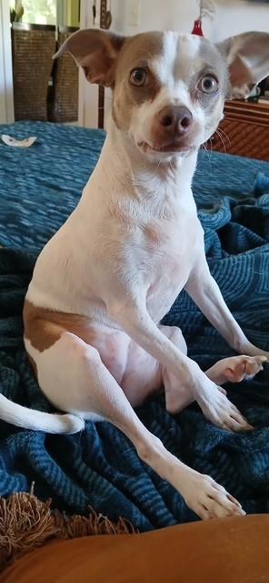 Leyla, a Adoptable mixed breed in Palm City, FL image 6/6