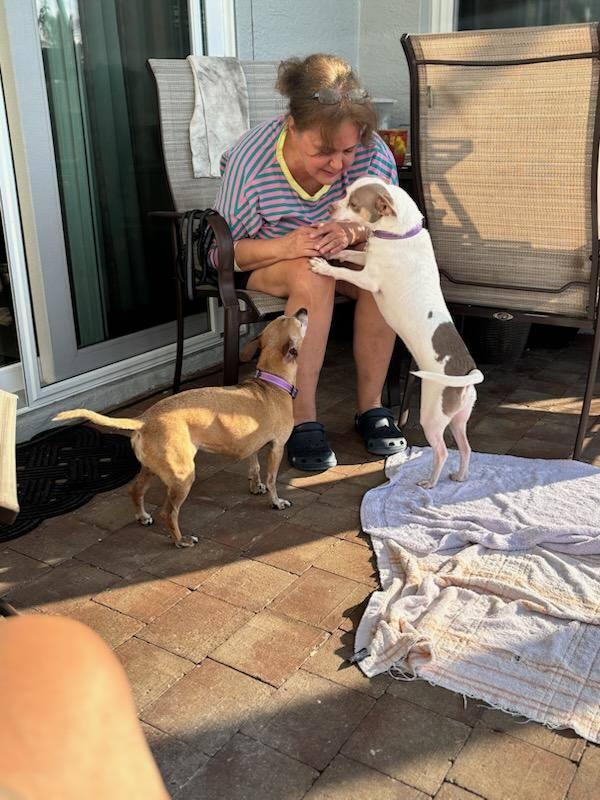 Leyla, a Adoptable mixed breed in Palm City, FL image 3/6