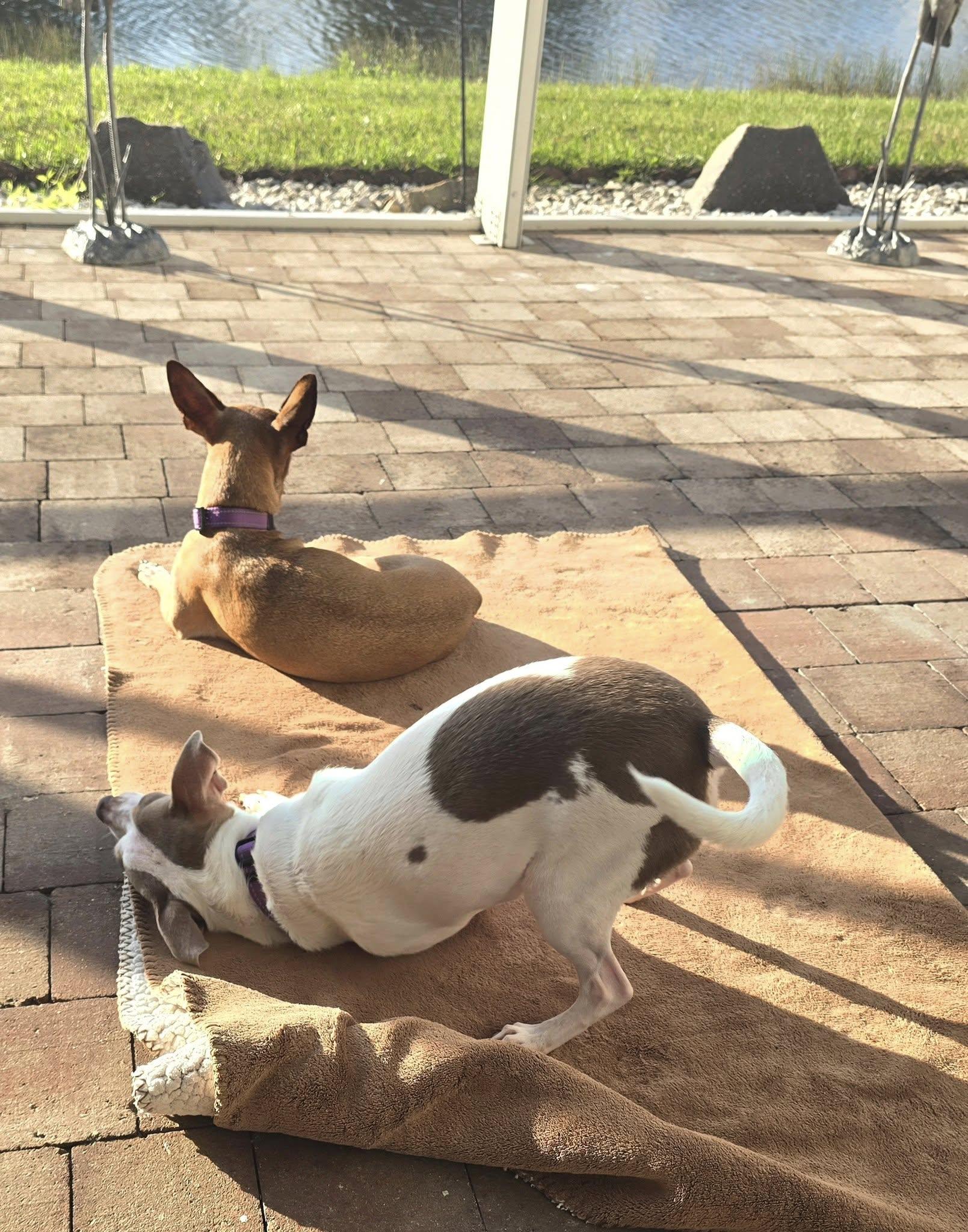 Leyla, a Adoptable mixed breed in Palm City, FL image 4/6