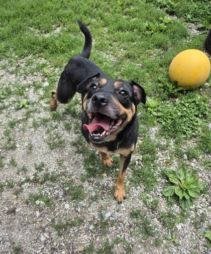 Pugsley, ADOPTABLE, Young Male Rottweiler.