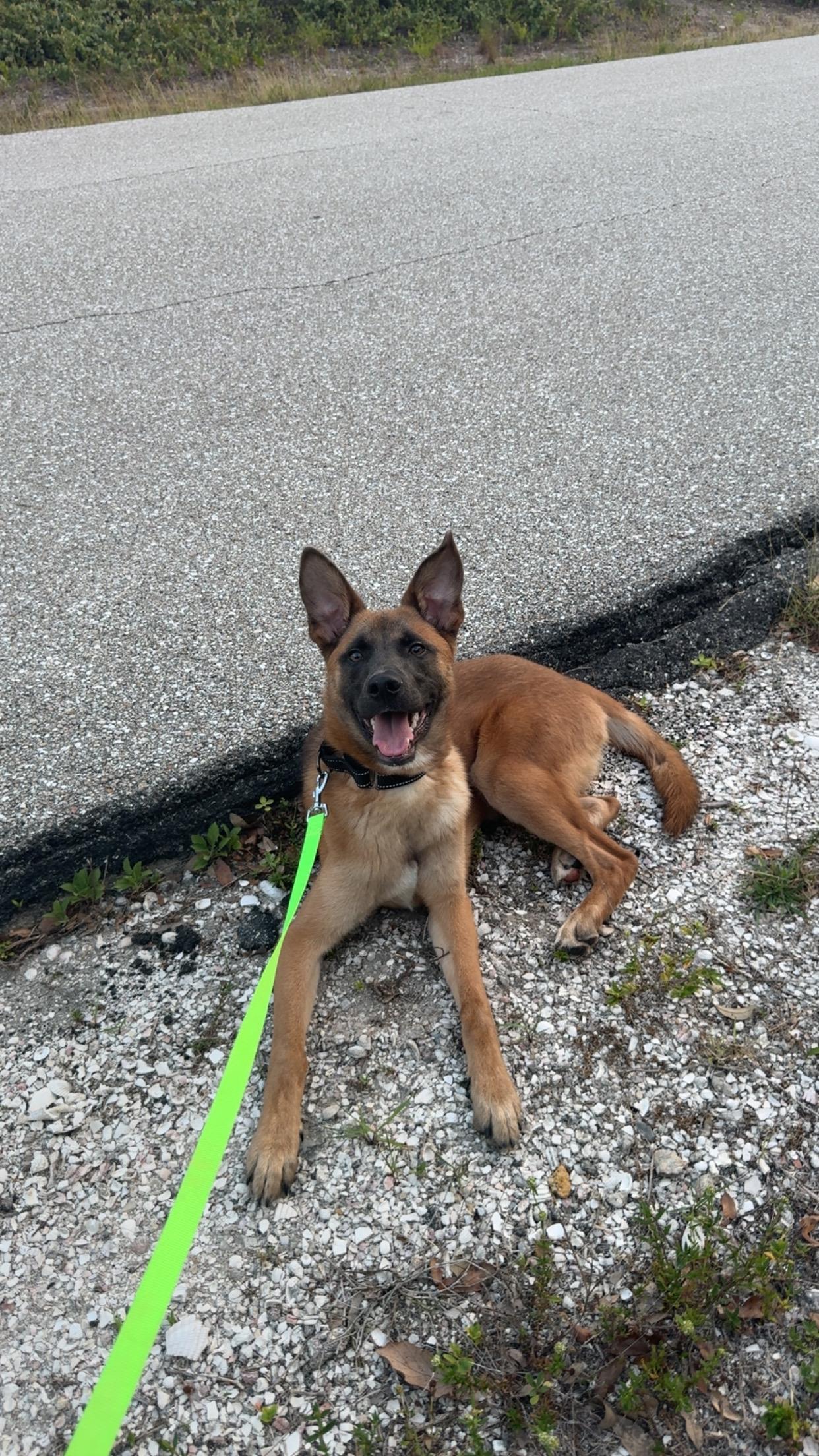 Benny, Adoptable, Young Male Belgian Shepherd / Malinois.