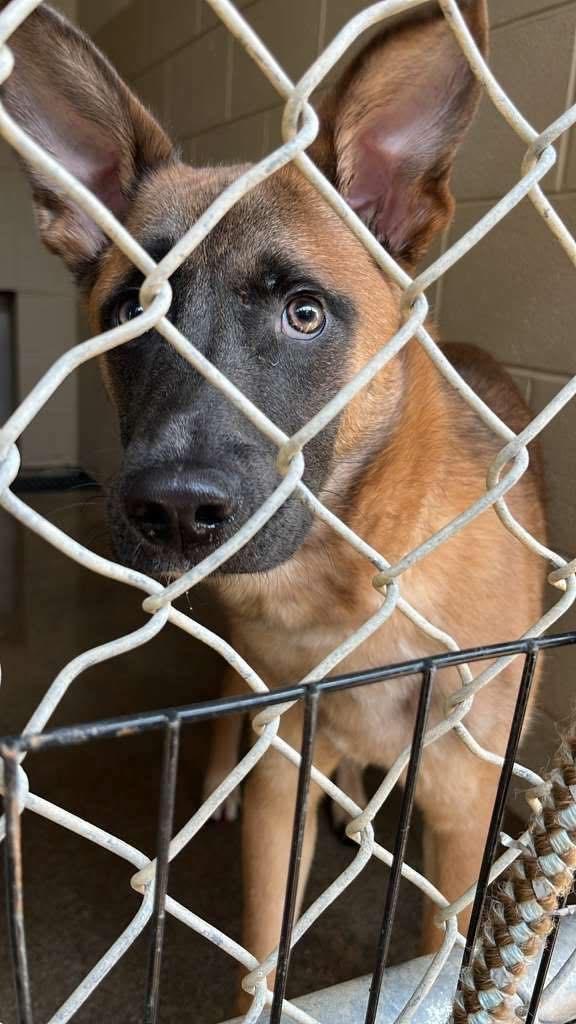 Enlarge Benny, a Adoptable Belgian Shepherd / Malinois in Parrish, FL image 2/6