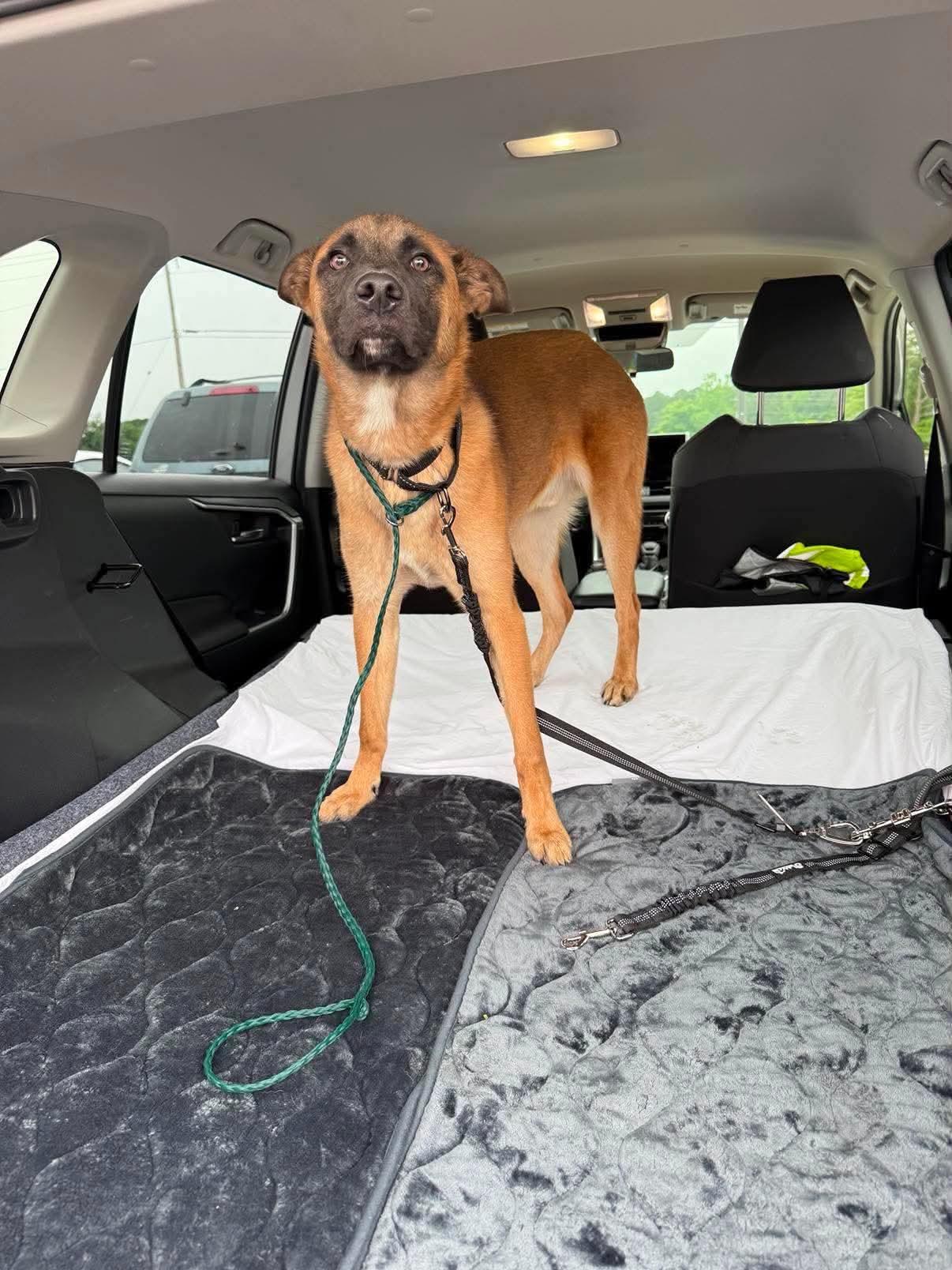Enlarge Benny, a Adoptable Belgian Shepherd / Malinois in Parrish, FL image 3/6