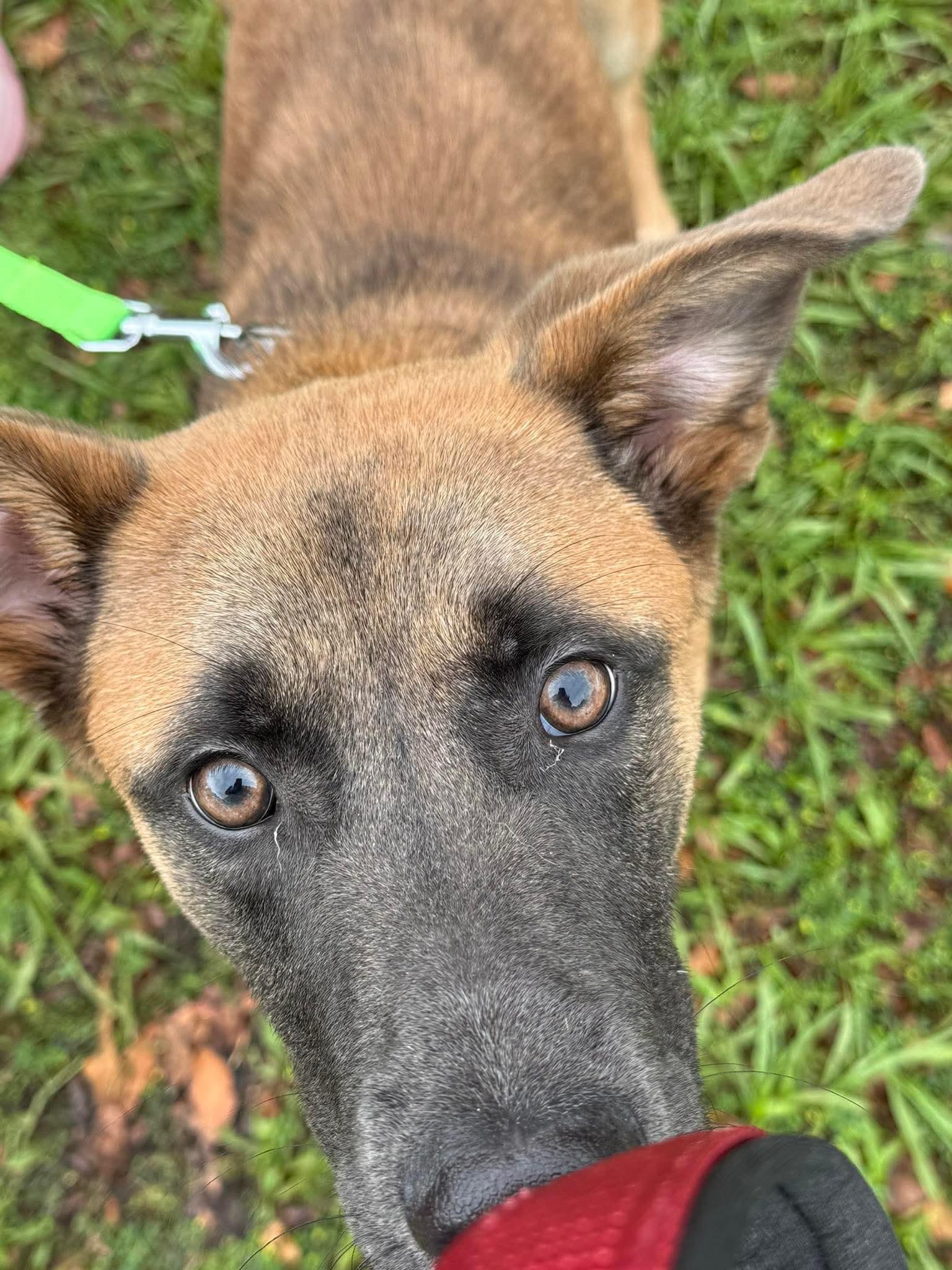 Enlarge Benny, a Adoptable Belgian Shepherd / Malinois in Parrish, FL image 4/6