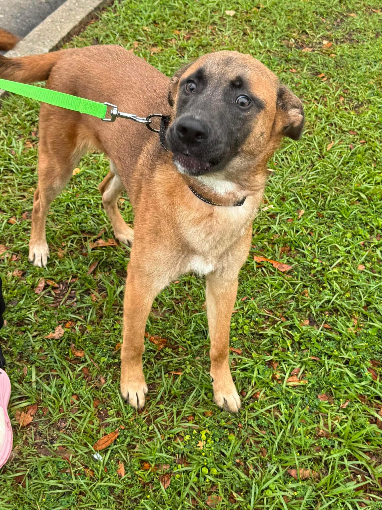 Enlarge Benny, a Adoptable Belgian Shepherd / Malinois in Parrish, FL image 5/6