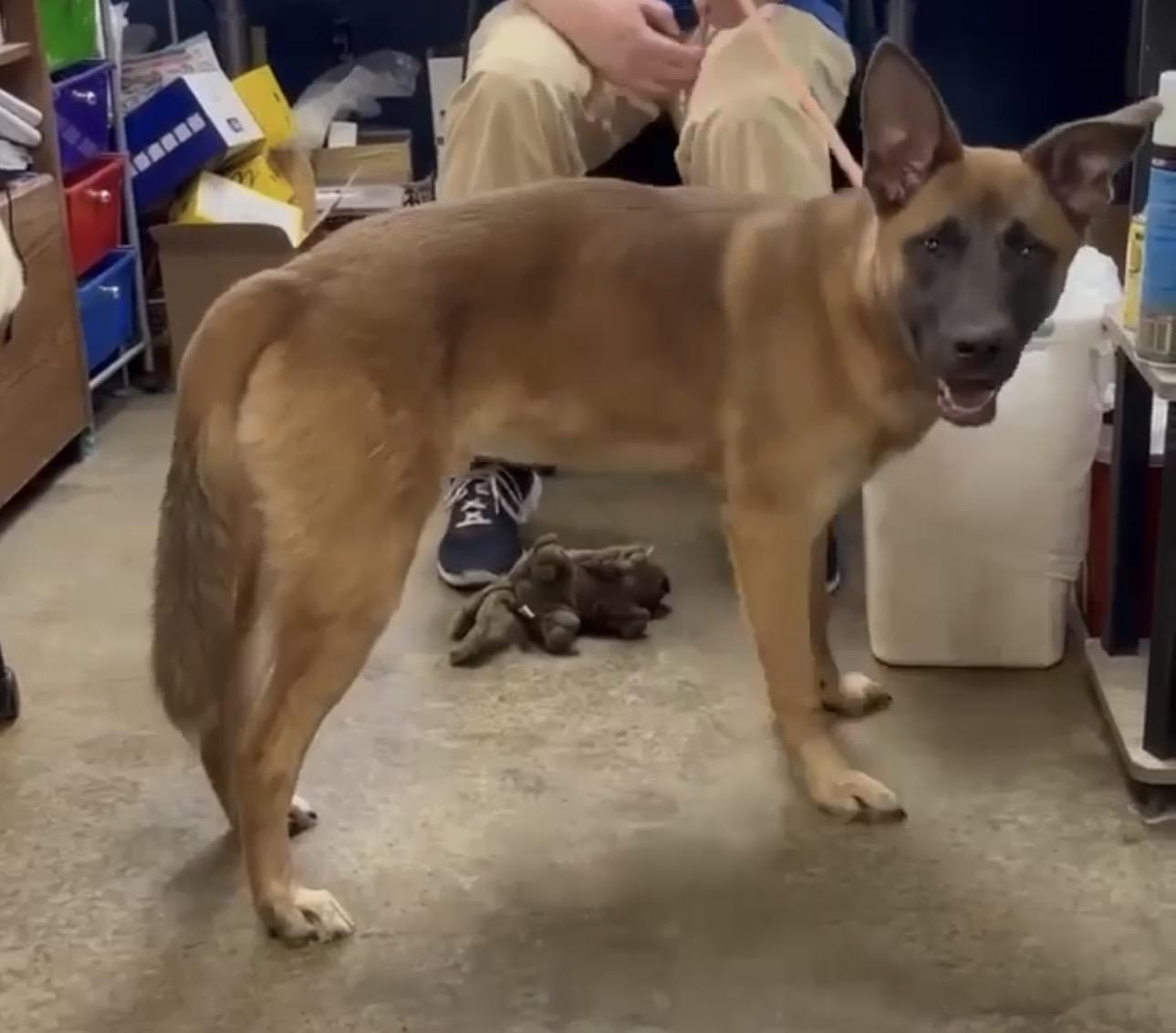 Enlarge Benny, a Adoptable Belgian Shepherd / Malinois in Parrish, FL image 6/6