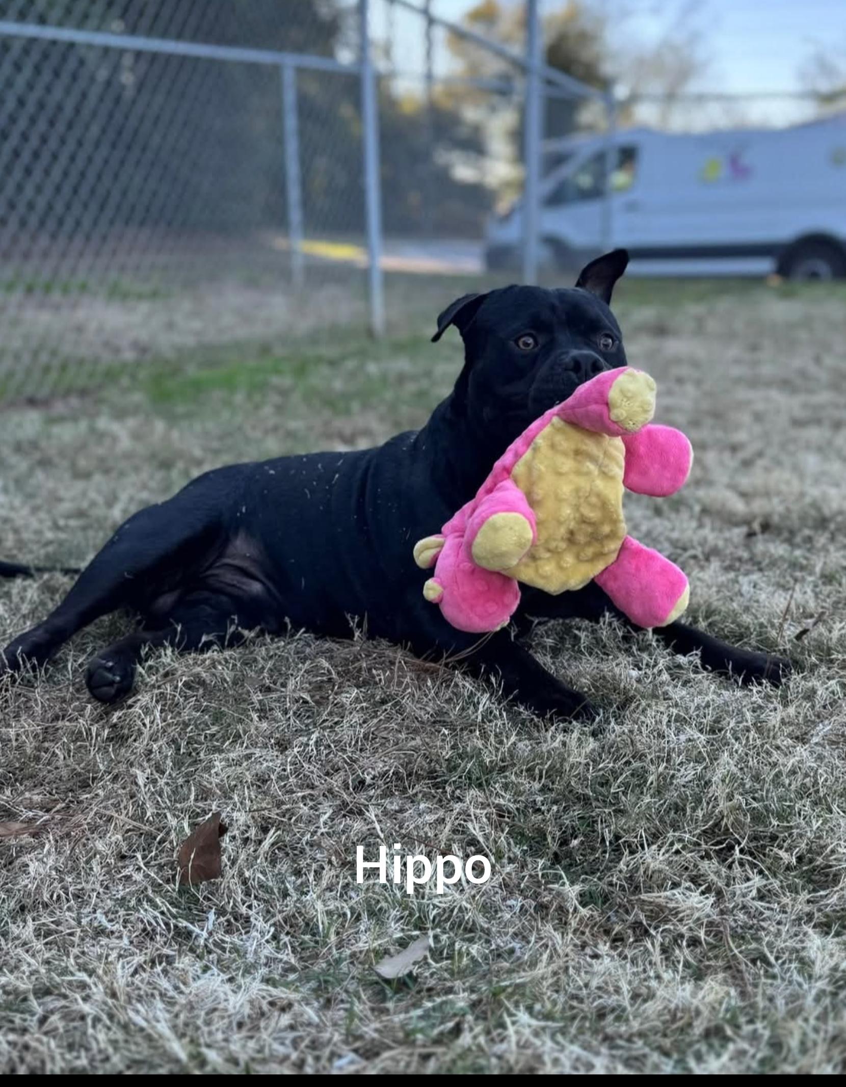 Enlarge Hippo  (Orlando, FL), a ADOPTABLE Staffordshire Bull Terrier in Orlando, FL image 4/4
